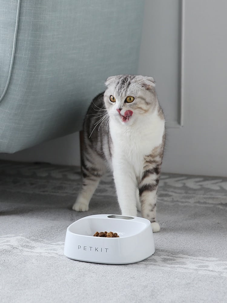 Anti-Bacterial Waterproof Smart Food Weight Calculating Digital Scale Pet Cat Dog Bowl Feeder 3 Anti-Bacterial Waterproof Smart Food Weight Calculating Digital Scale Pet Cat Dog Bowl Feeder 3